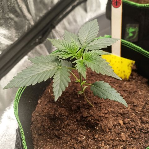 spidey growlog timeline photo