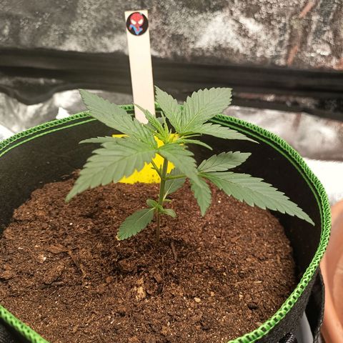 swinging growlog timeline photo