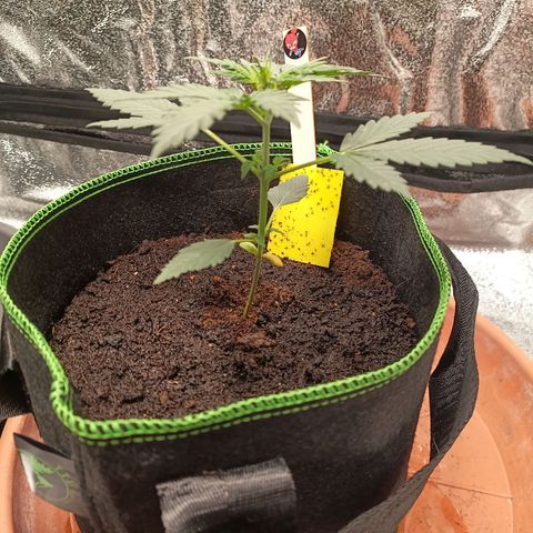 mary jane watson growlog timeline photo