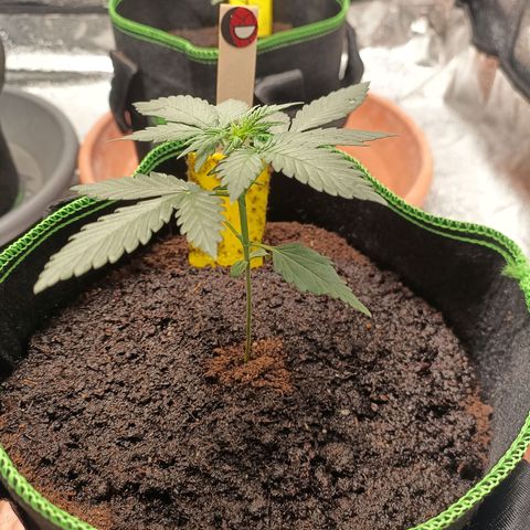 fratze growlog timeline photo