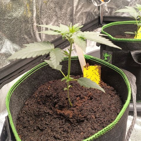 spidey growlog timeline photo