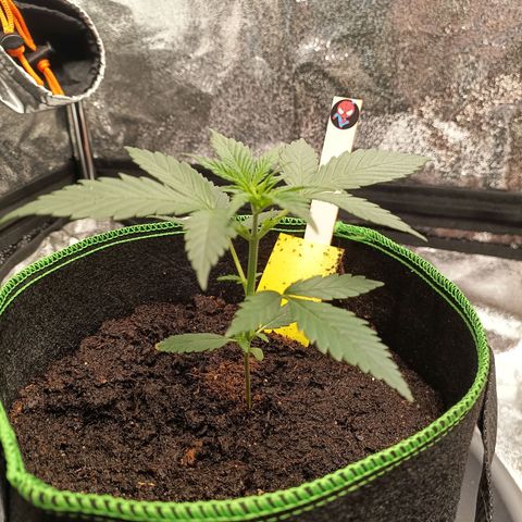 swinging growlog timeline photo