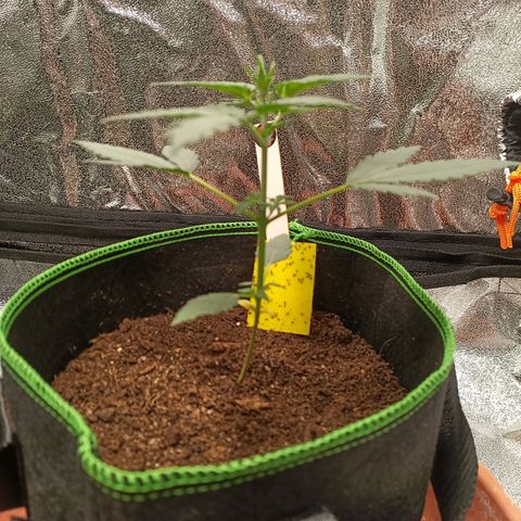 mary jane watson growlog timeline photo