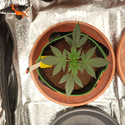 mary jane watson growlog timeline photo