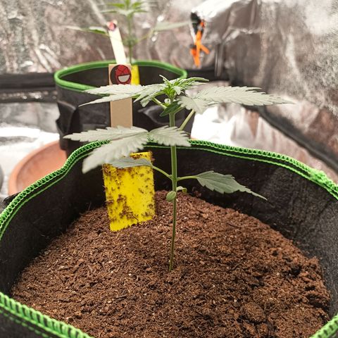 fratze growlog timeline photo