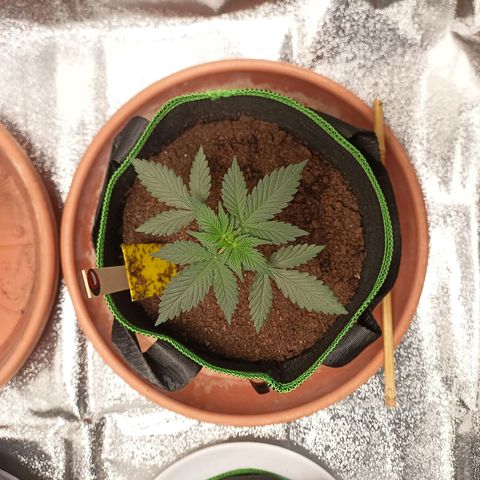 fratze growlog timeline photo