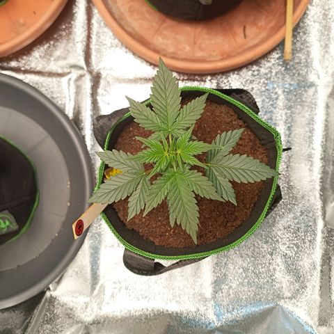 spidey growlog timeline photo