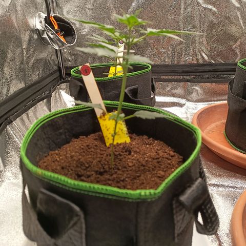 spidey growlog timeline photo