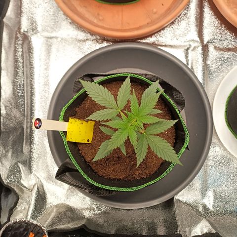 swinging growlog timeline photo