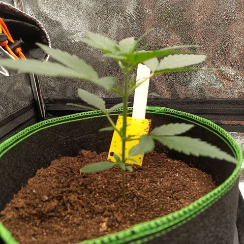 swinging growlog timeline photo