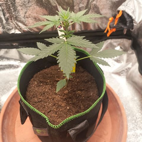 mary jane watson growlog timeline photo