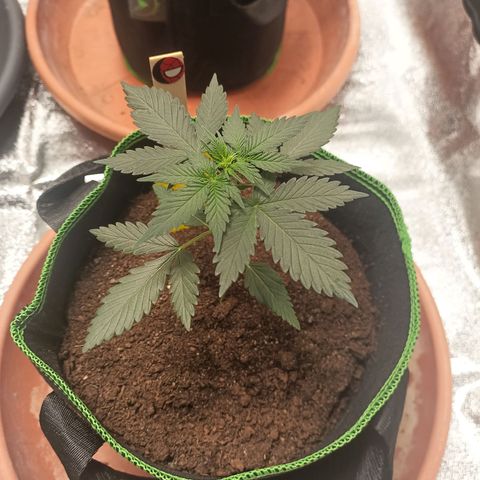 fratze growlog timeline photo