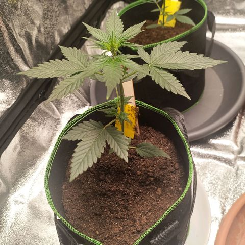spidey growlog timeline photo