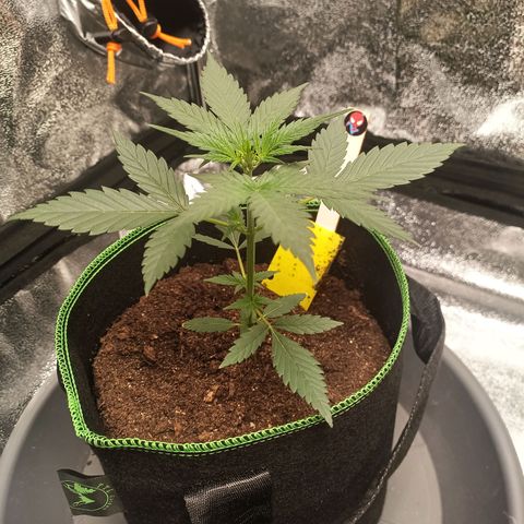 swinging growlog timeline photo