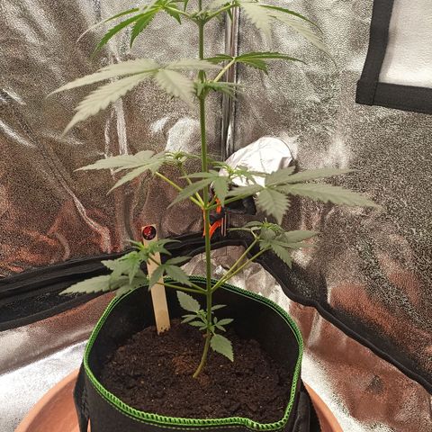mary jane watson growlog timeline photo