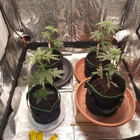 mary jane watson growlog timeline photo