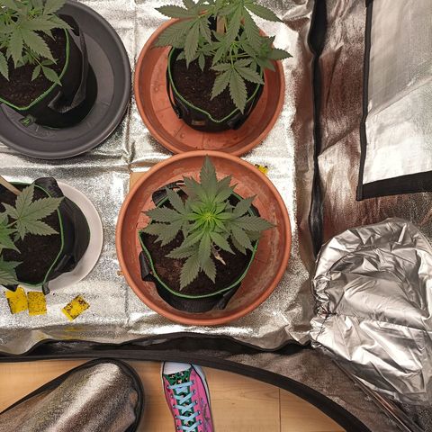 fratze growlog timeline photo