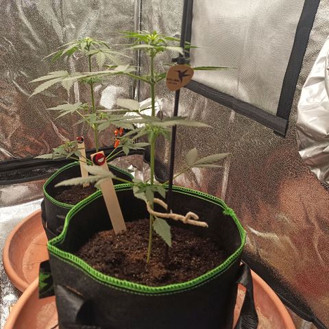 fratze growlog timeline photo