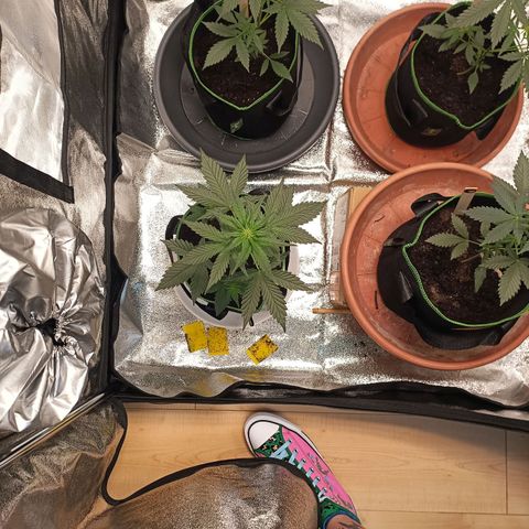 spidey growlog timeline photo