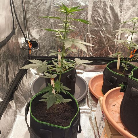 spidey growlog timeline photo
