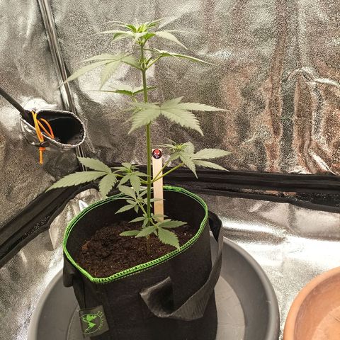 swinging growlog timeline photo