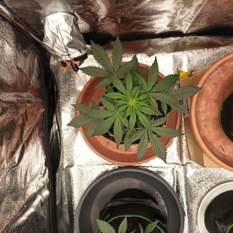 swinging growlog timeline photo