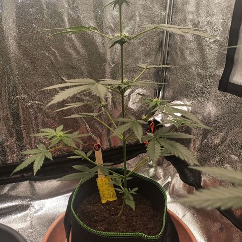mary jane watson growlog timeline photo