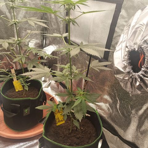 fratze growlog timeline photo