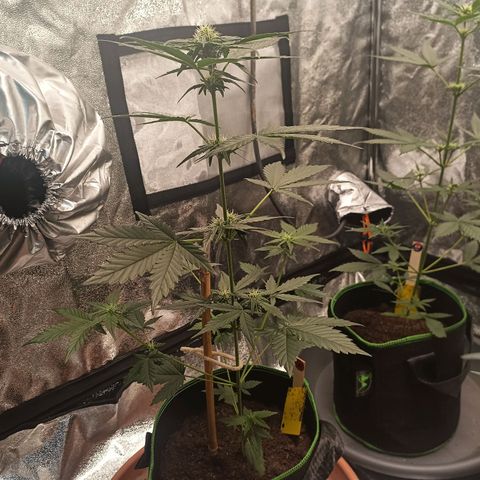 spidey growlog timeline photo