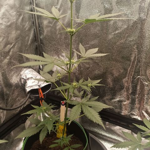 swinging growlog timeline photo