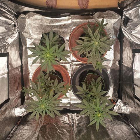 swinging growlog timeline photo