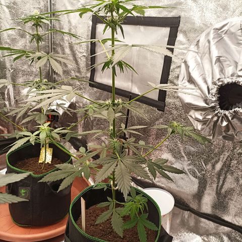 fratze growlog timeline photo