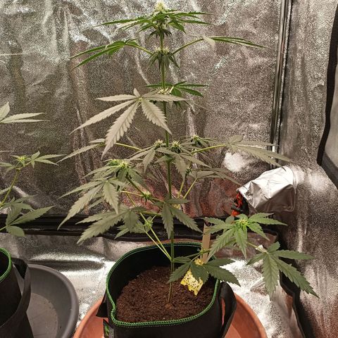 mary jane watson growlog timeline photo