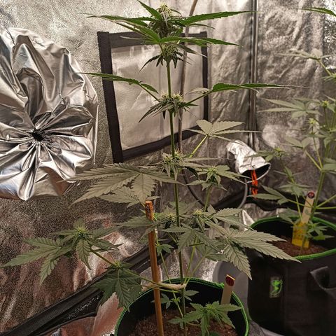 spidey growlog timeline photo