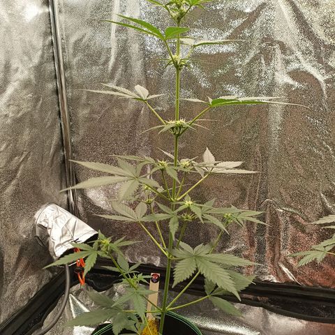 swinging growlog timeline photo