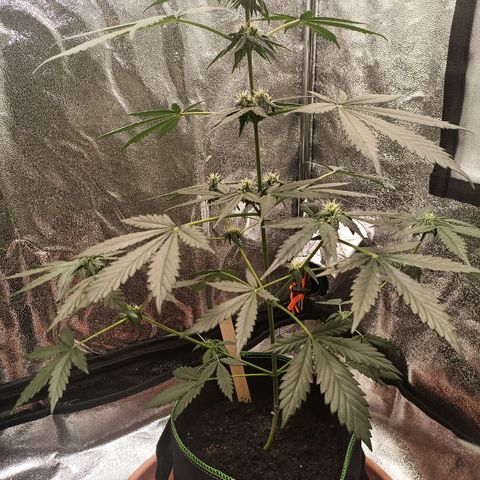 mary jane watson growlog timeline photo
