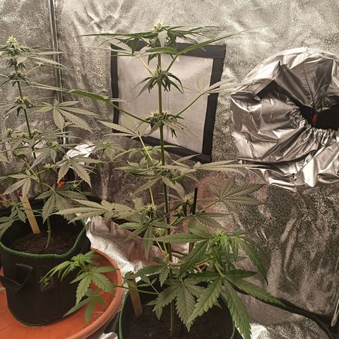 fratze growlog timeline photo