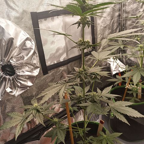 spidey growlog timeline photo