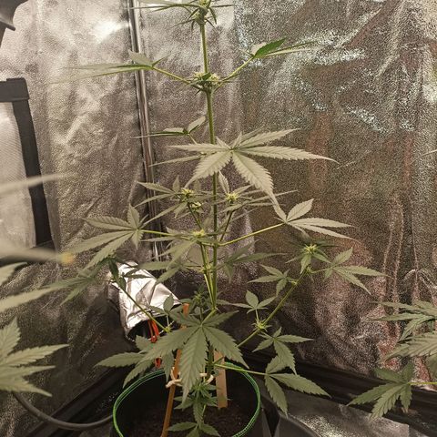 swinging growlog timeline photo