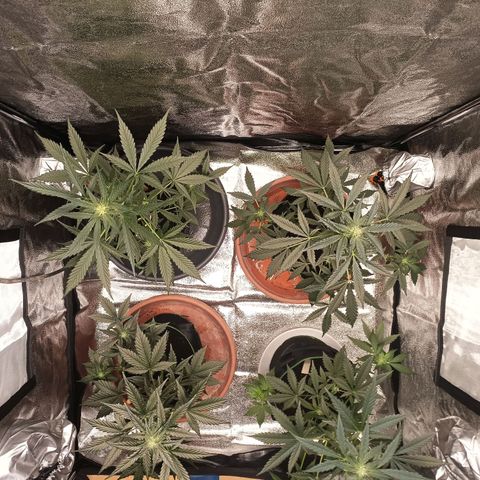 swinging growlog timeline photo