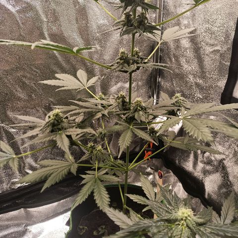 mary jane watson growlog timeline photo