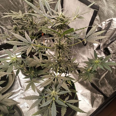 fratze growlog timeline photo