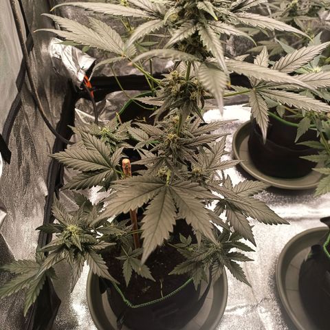 spidey growlog timeline photo