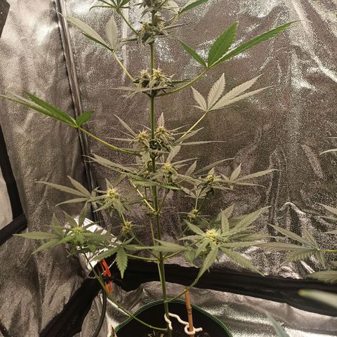swinging growlog timeline photo