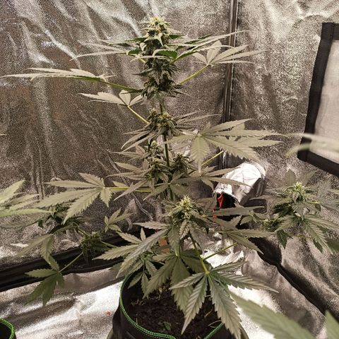mary jane watson growlog timeline photo