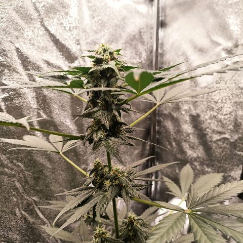 mary jane watson growlog timeline photo