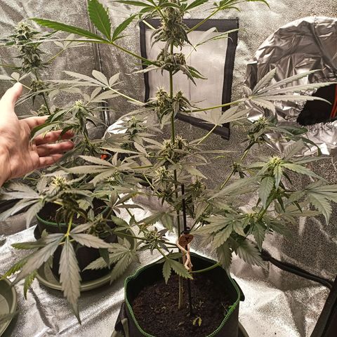 fratze growlog timeline photo