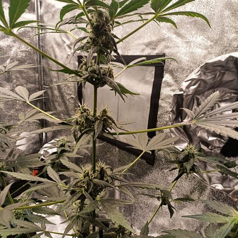 fratze growlog timeline photo