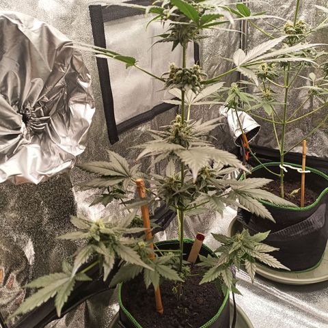 spidey growlog timeline photo