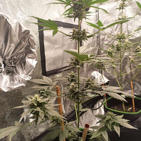 spidey growlog timeline photo